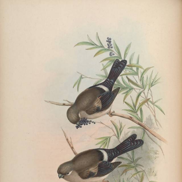 复古亚洲鸟类装饰画2