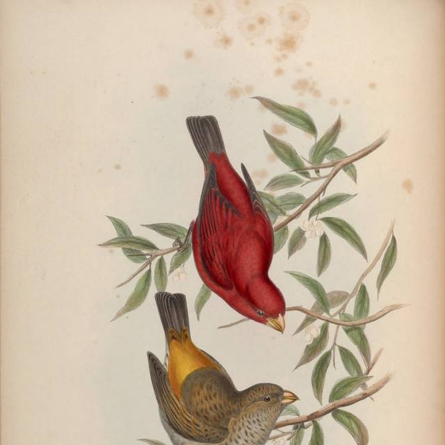 精致亚洲鸟类复古装饰画2