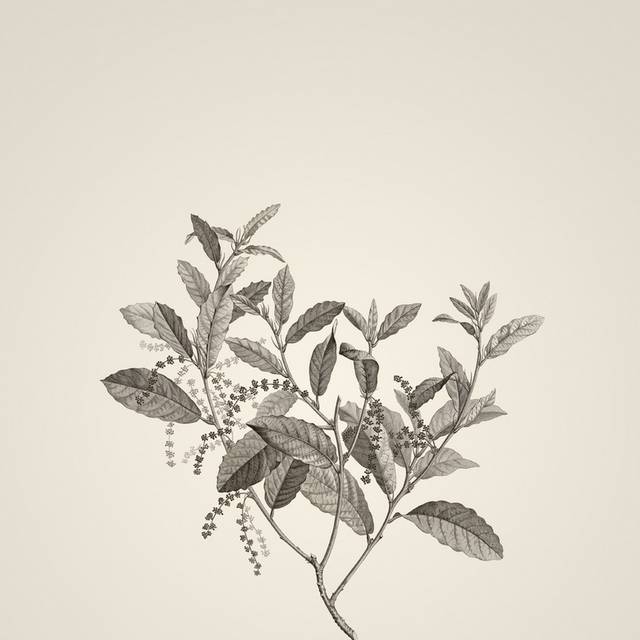 素描植物手绘插画4