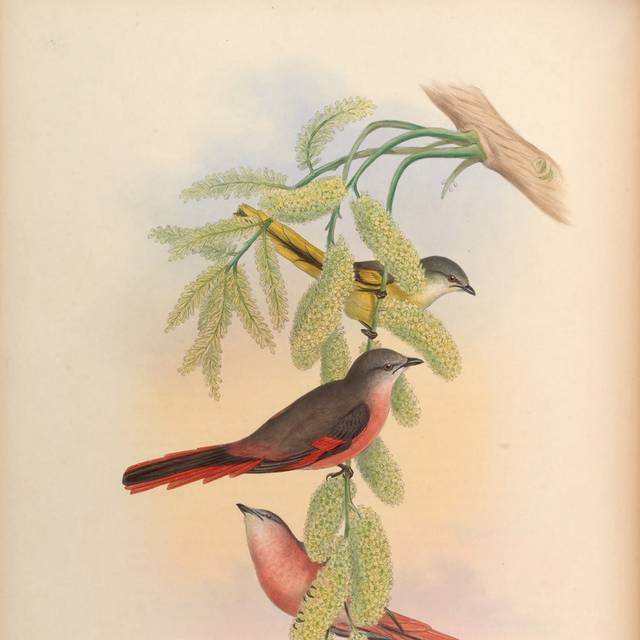 复古亚洲鸟高清装饰画4