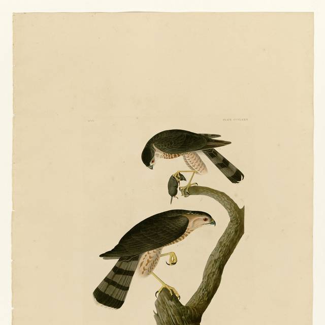 欧式复古鸟装饰画1