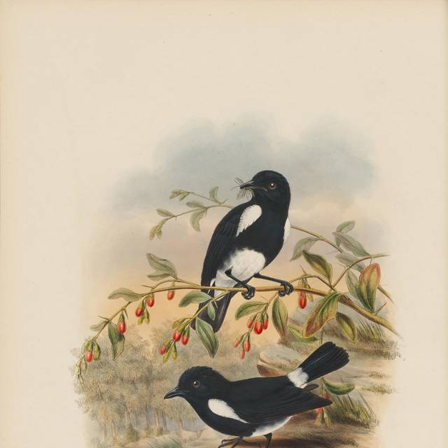 手绘复古鸟类无框画5