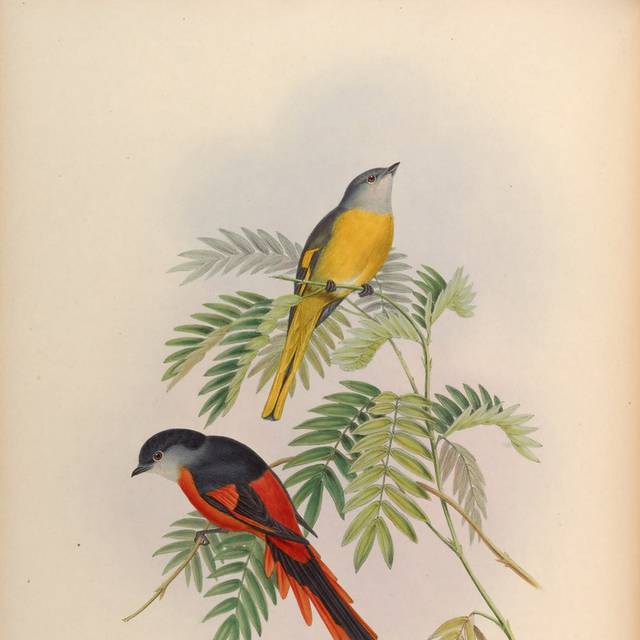 美式高清亚洲鸟类装饰画2