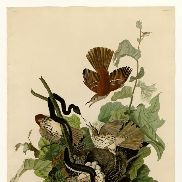 鸟与蛇装饰画
