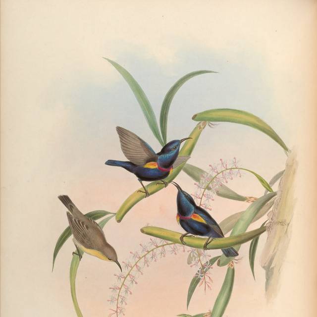 复古亚洲鸟类精致装饰画5