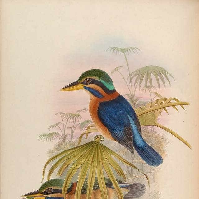 复古精美亚洲鸟类装饰画3
