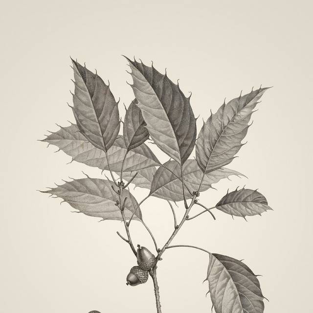 复古素描植物插画3