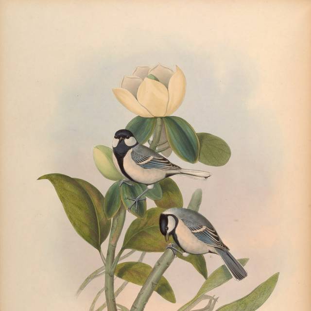 美式亚洲鸟类精美装饰画