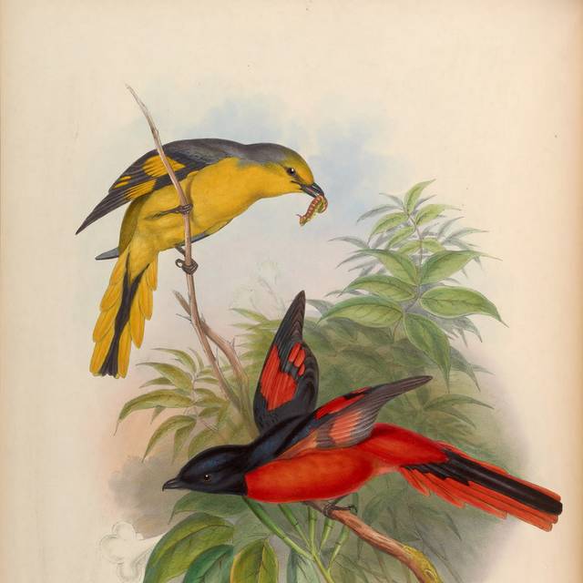 复古亚洲鸟高清装饰画1