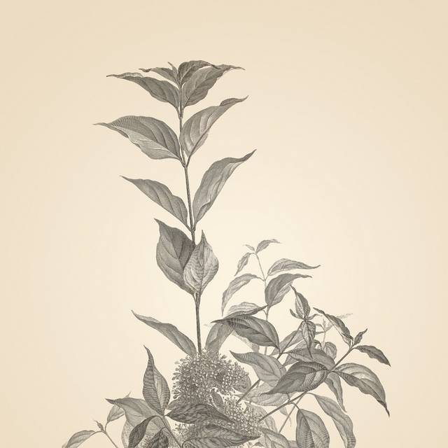 复古素描植物插画2