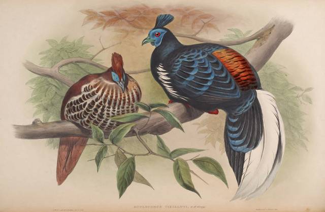 复古亚洲鸟类装饰画4