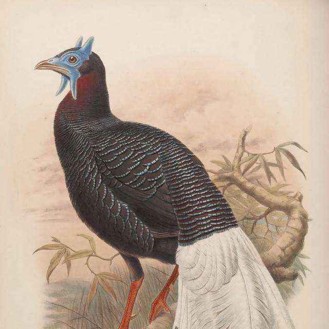复古亚洲鸟类装饰画1