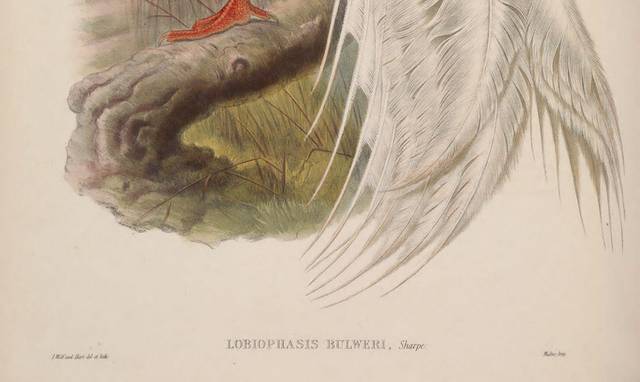 复古亚洲鸟类装饰画1