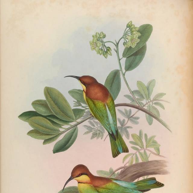 复古精致亚洲鸟类装饰画1