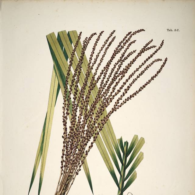 高清花卉果实手绘复古装饰画3