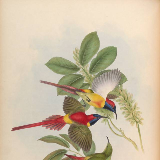 复古亚洲鸟类精致装饰画1