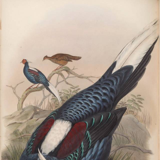 复古亚洲鸟类装饰画5