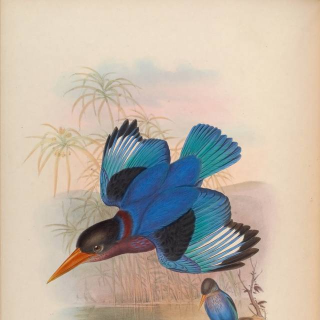 复古高清亚洲鸟类装饰画3