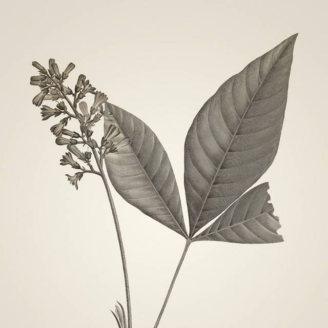 手绘素描植物插画2
