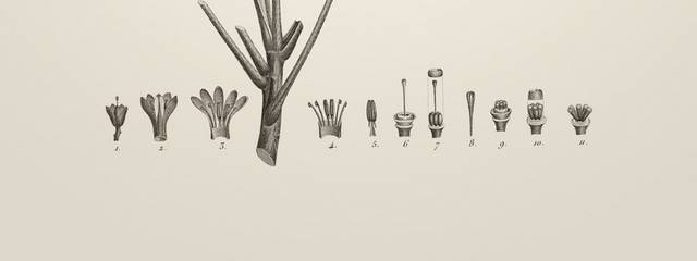 手绘素描植物插画2