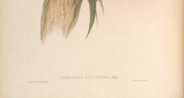 复古亚洲鸟精致装饰画3