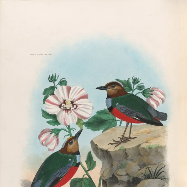 鸟类复古手绘装饰画3