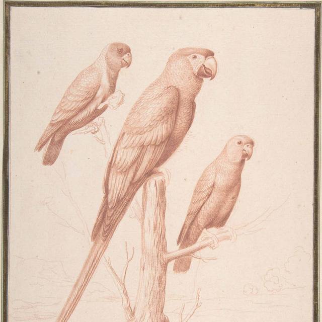 三只鹦鹉素描装饰画