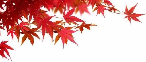 红色枫叶秋季素材1