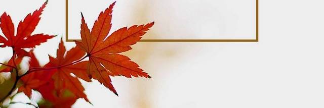 红色枫叶简约秋季素材