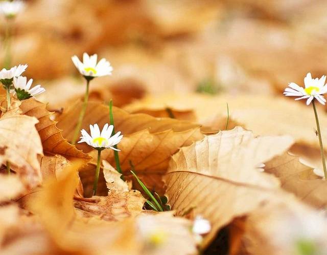 一地秋叶与花朵秋季素材