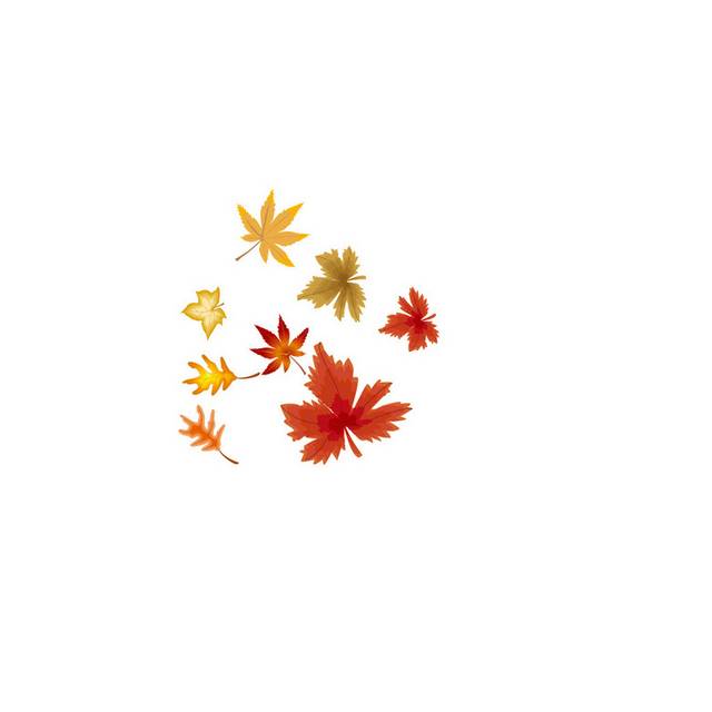 几片枫叶秋季素材