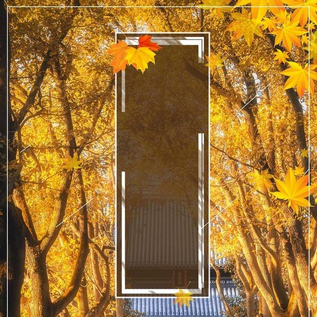 金色树叶秋季素材