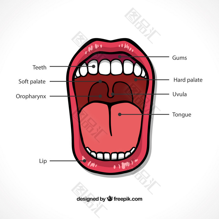 口腔内部简笔画图片