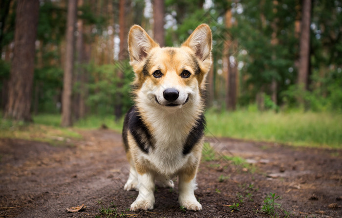 柯基犬