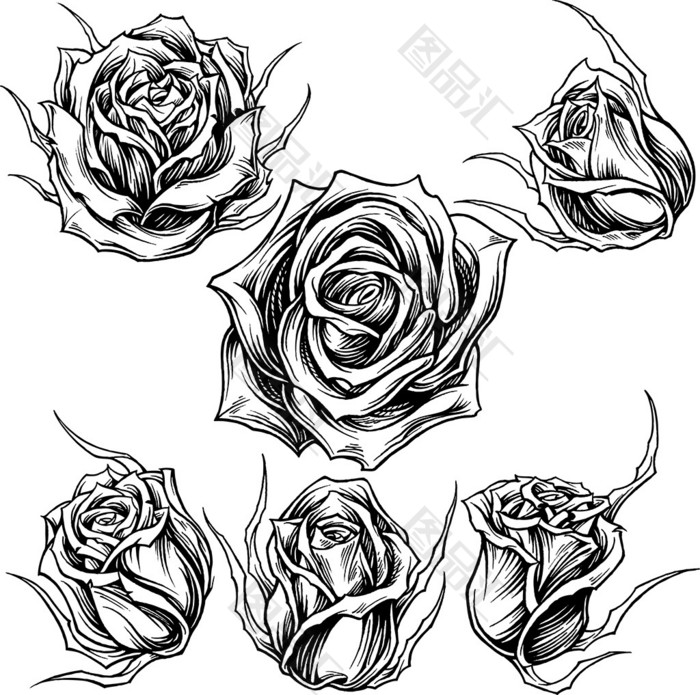 黑白手绘玫瑰花插画 图品汇