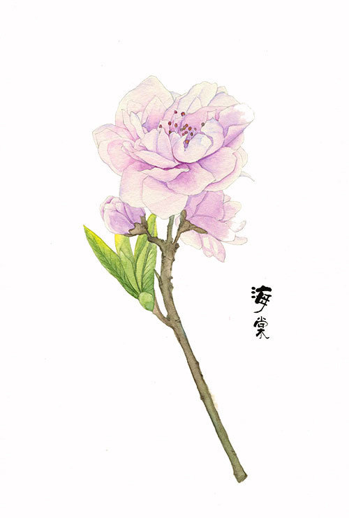 垂丝海棠卡通图片