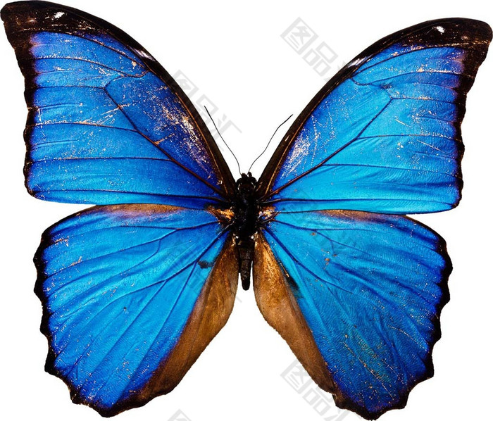 蓝色蝴蝶设计素材 图品汇