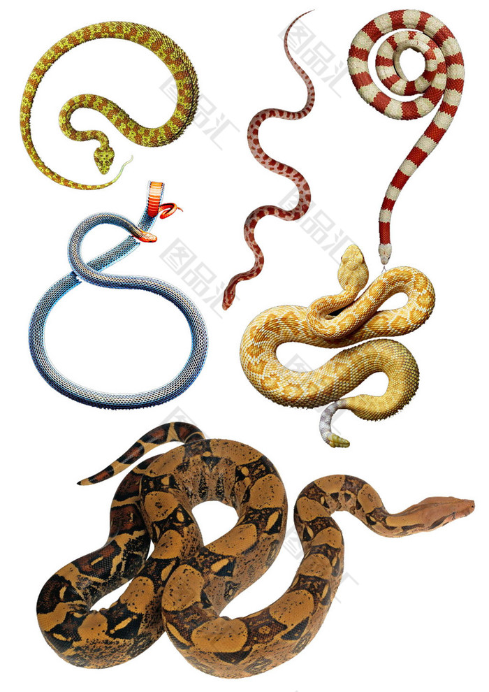 盘蛇设计素材 图品汇