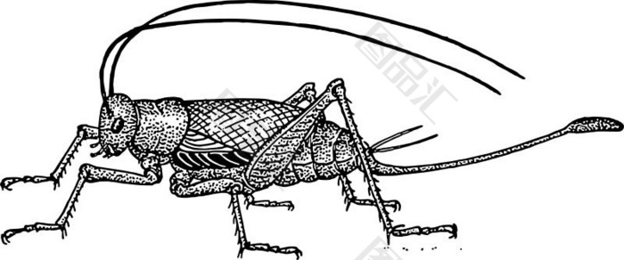 蟋蟀素描图片图片