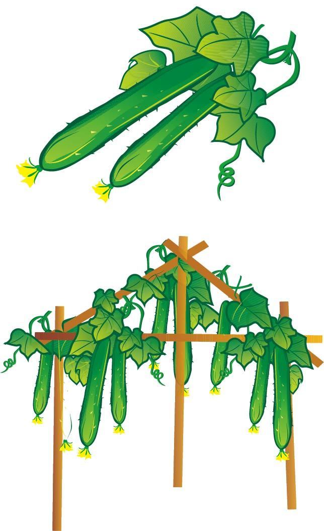 黄瓜的生长过程手绘画图片