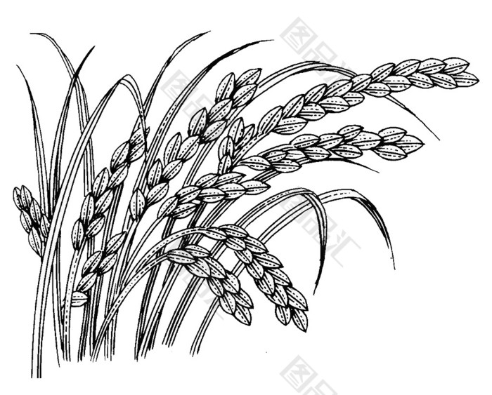 水稻的画法图片图片