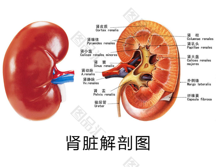 人体肾脏分布构图图片