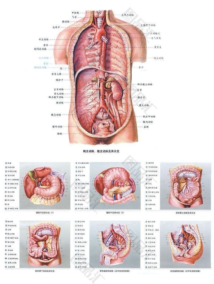 人体内脏结构图女士图片