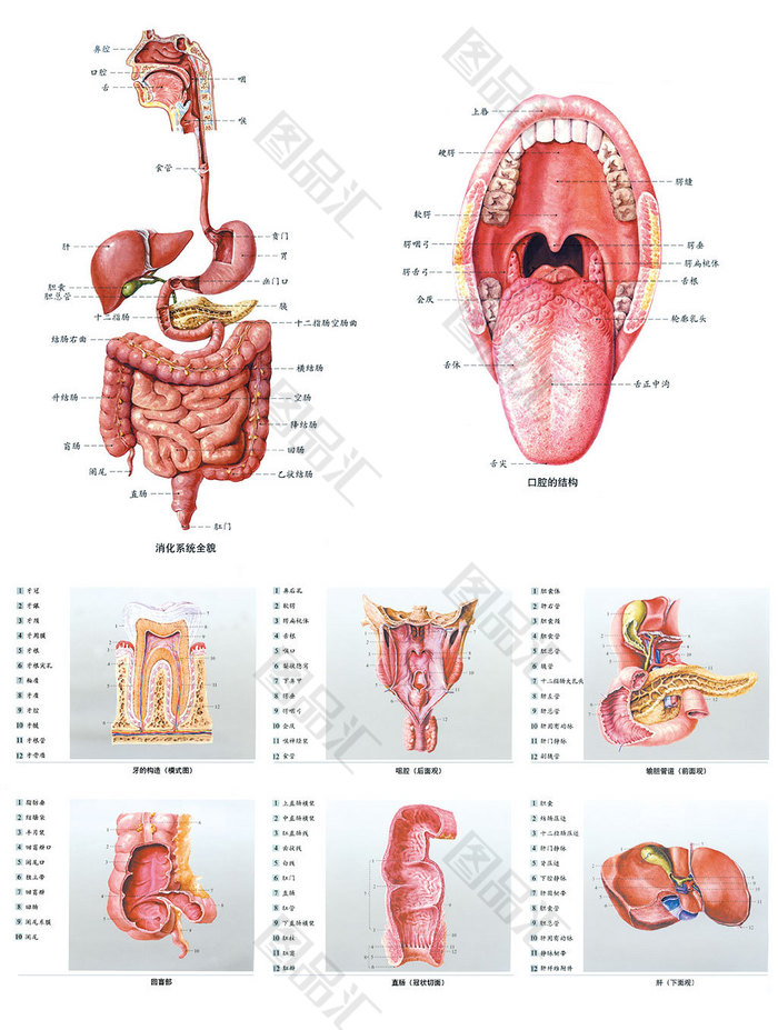 器官解剖图
