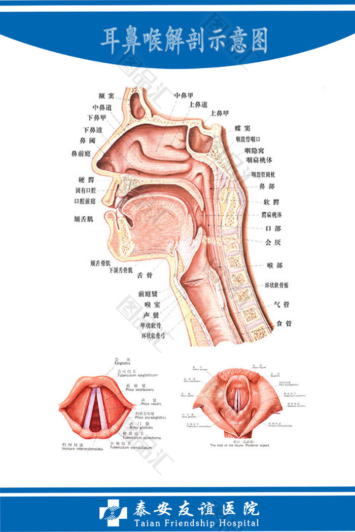 耳鼻喉关系图图片