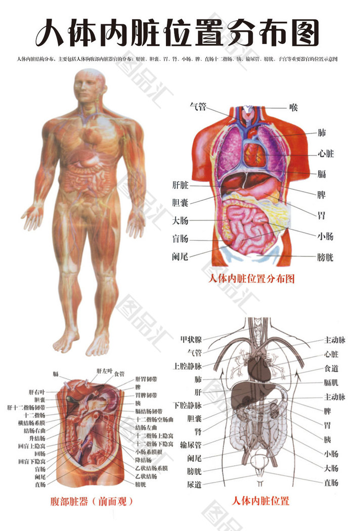 人身结构图内脏图片