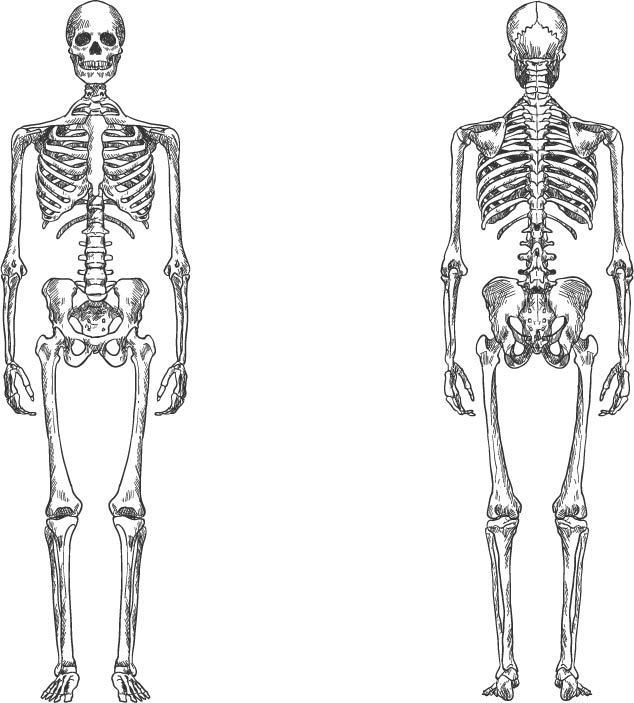 人体骨架模型图素描图片