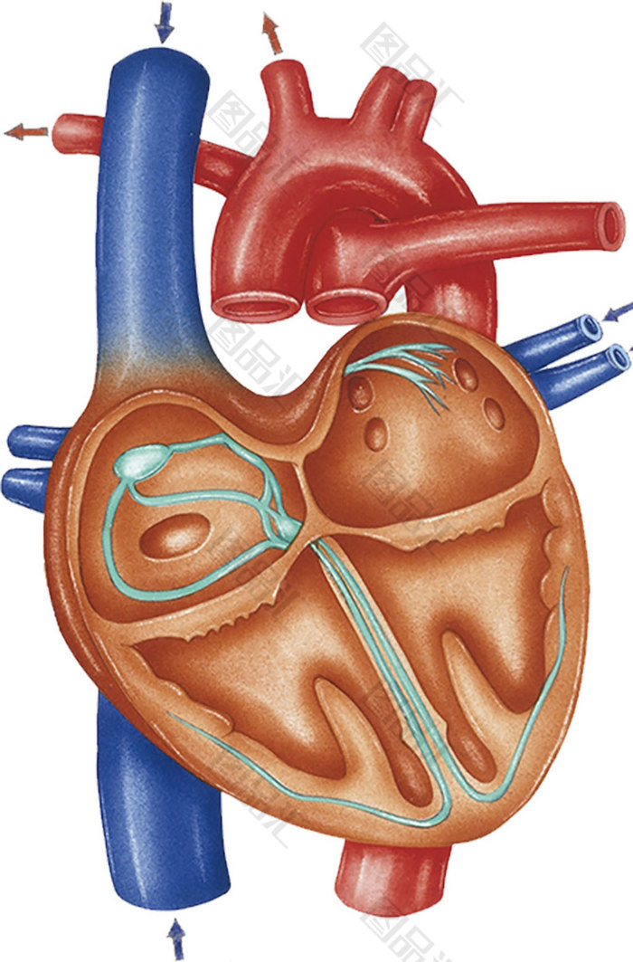 解剖心臟圖
