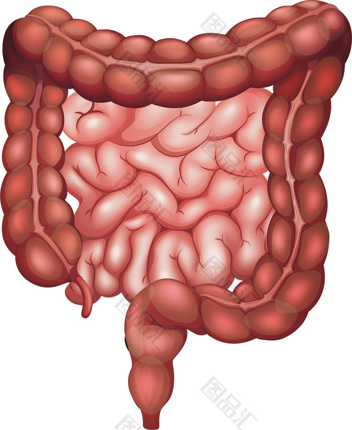 大腸小腸素材