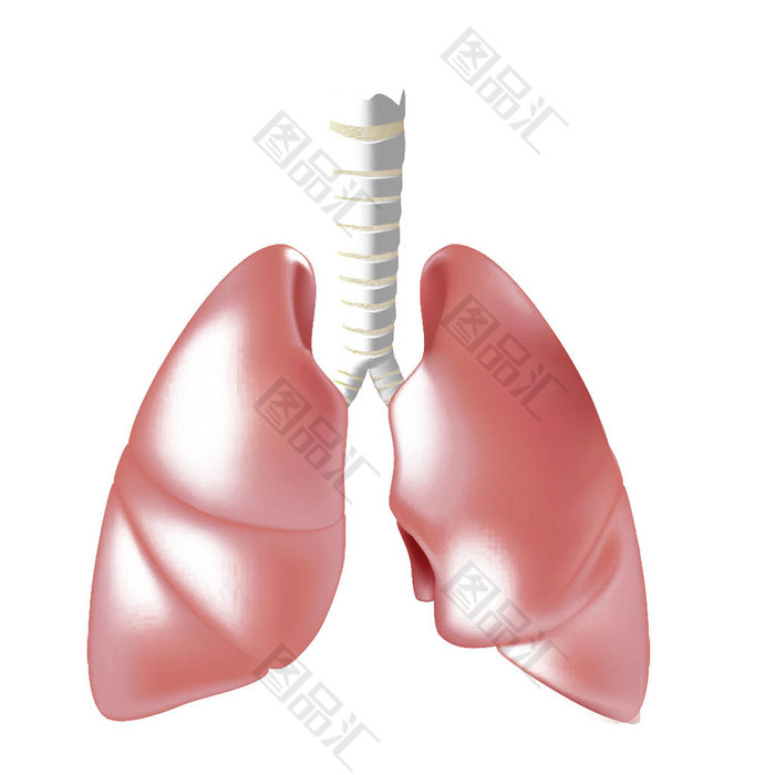 肺器官模型素材